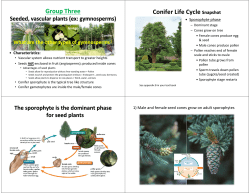 Group Three Conifer Life Cycle Snapshot