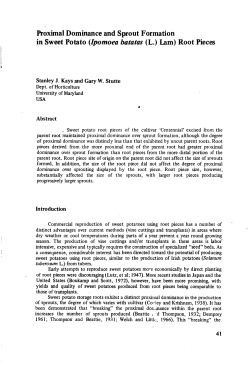 Proximal Dominance and Sprout Formation in Sweet Potato