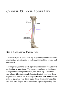 chapter 13. inner lower leg