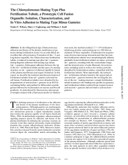 The Chlamydomonas Mating Type Plus Fertilization Tubule, a