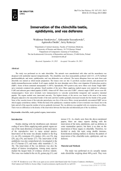 G Innervation of the chinchilla testis, epididymis, and vas deferens