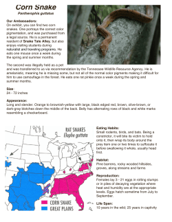 Corn Snake - Reflection Riding