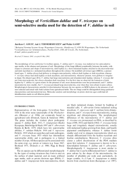 Morphology of Verticillium dahliae and V. tricorpus on semi