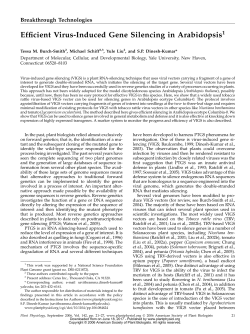 Efficient Virus-Induced Gene Silencing in