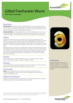 Fact Sheet - Gilled Freshwater Worm