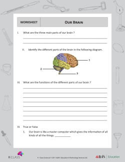 Our Brain
