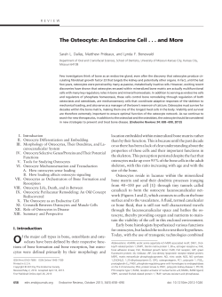 The Osteocyte: An Endocrine Cell . . . and More