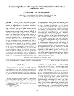 Ram mating behavior after long-term selection for reproductive rate