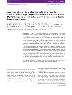 Adaptive change in protective coloration in adult striated shieldbugs