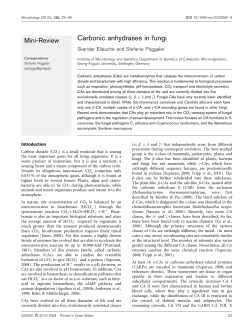 Carbonic anhydrases in fungi - Georg-August