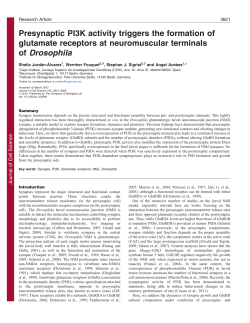 Presynaptic PI3K activity triggers the formation