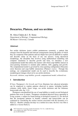Descartes, Plateau, and sea urchins