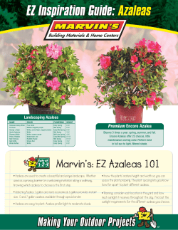 Azaleas Flyer-4-5-11-12-14-15-19-24-25-27-28-29-30-31-32-33
