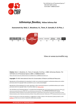 Isthmomys flavidus, Yellow Isthmus Rat