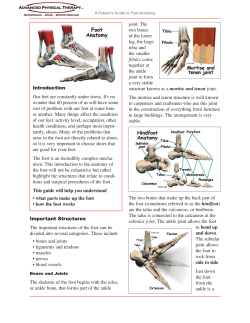 Foot Anatomy - Advanced Physical Therapy CT