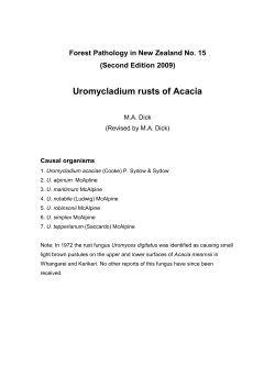 Uromycladium rusts of Acacia
