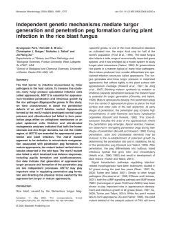 Independent genetic mechanisms mediate turgor generation and