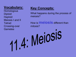 NOTES: 11.4 - Meiosis (slideshow)