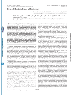 How a G Protein Binds a Membrane*