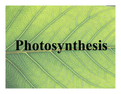 Photosynthesis