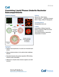Coexisting Liquid Phases Underlie Nucleolar