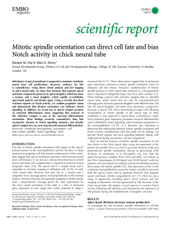 Mitotic spindle orientation can direct cell fate and bias Notch activity