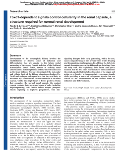 Foxd1-dependent signals control cellularity in the renal capsule, a