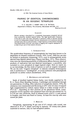 pairing of identical chromosomes in an isogenic tetraploid