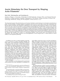 Auxin Stimulates Its Own Transport by Shaping Actin Filaments1