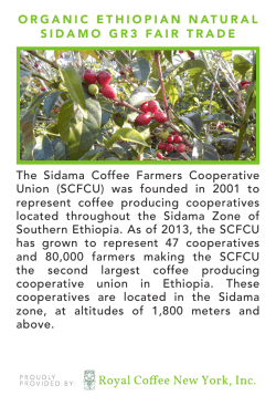 The Sidama Coffee Farmers Cooperative Union (SCFCU) was