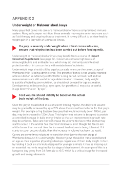 Underweight or Malnourished Joeys