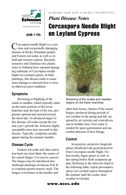 Cercospora Needle Blight on Leyland Cypress