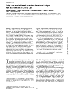 Golgi Structure in Three Dimensions: Functional Insights from the