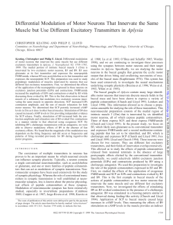 Differential Modulation of Motor Neurons That Innervate the Same