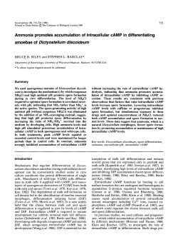 Ammonia promotes accumulation of intracellular