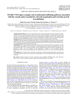 SNARE VTI13 plays a unique role in endosomal