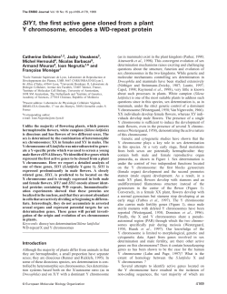 SlY1, the first active gene cloned from a plant Y chromosome