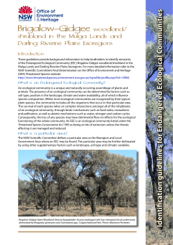 Brigalow-Gidgee woodland shrubland in the Mulga Lands and