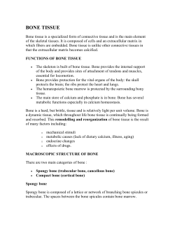BONE TISSUE