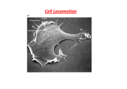 Cell Locomotion