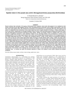 Spatial vision in the purple sea urchin Strongylocentrotus