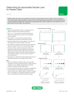 Determining the Appropriate Sample Load for Western Blots - Bio-Rad