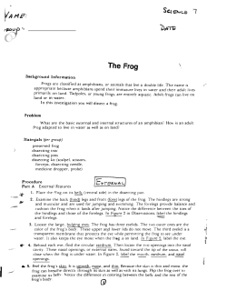 The Frog