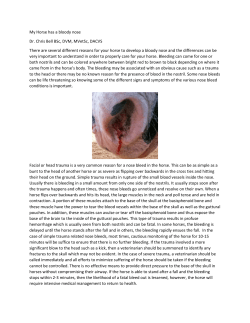 My Horse has a bloody nose Dr. Chris Bell BSc, DVM, MVetSc