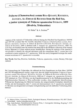 from the Red Sea, a junior synonym of Tridacna