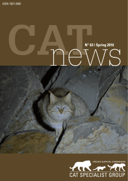 Recent records of wild cats in the Bo&eacute; sector of Guinea