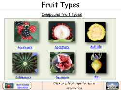 Fruit Types