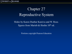 Chapter 27 Reproductive System