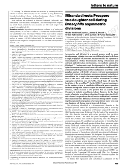 Miranda directs Prospero to a daughter cell during