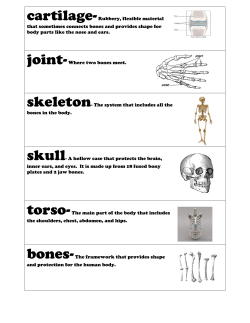 cartilage-Rubbery, flexible material that sometimes connects bones